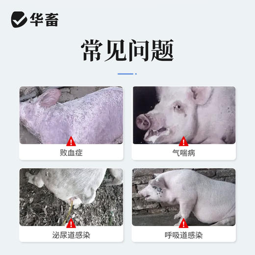 华畜硫酸卡那霉素注射液5支 治疗败血症 呼吸道药 商品图2