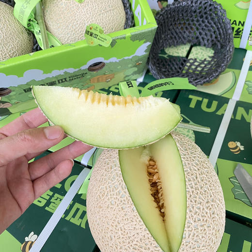 【牛3】网纹蜜瓜，肉厚绿瓤，待瓜藤干枯，瓜屁股略软时食用口感软糯多汁！ 商品图0