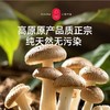 云南香菇 商品缩略图3