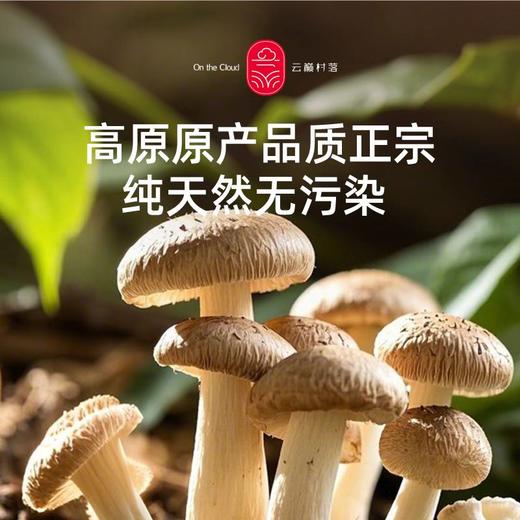 云南香菇 商品图3