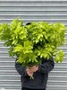高端荷兰进口花材墨西哥橘叶5支 商品缩略图0