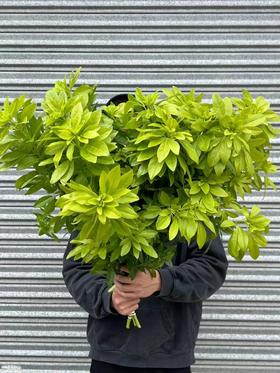 高端荷兰进口花材墨西哥橘叶5支