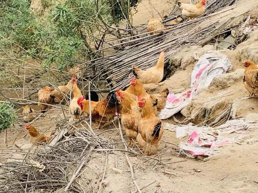 富硒无抗鲜鸡蛋🥚(45.8元/板60枚)明天到 商品图3