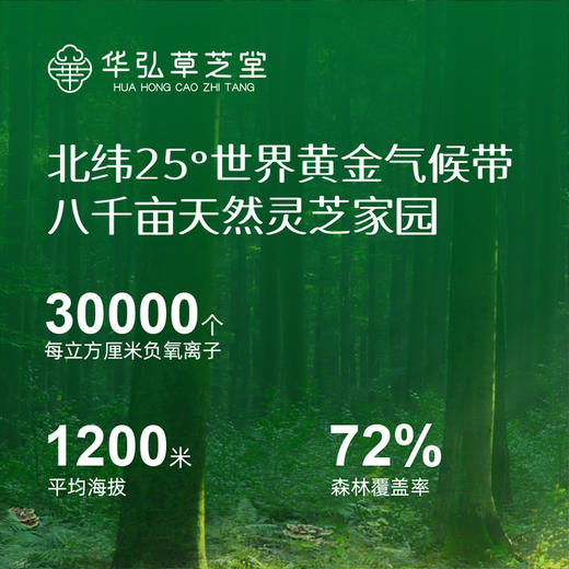 ⁵近效清仓299元10盒【紫灵芝饮】原129元 配料只有水+紫灵芝 高原深山林下种植  效期26年11月 30ml*7袋/盒 YY05-QTT-GZHH 商品图3