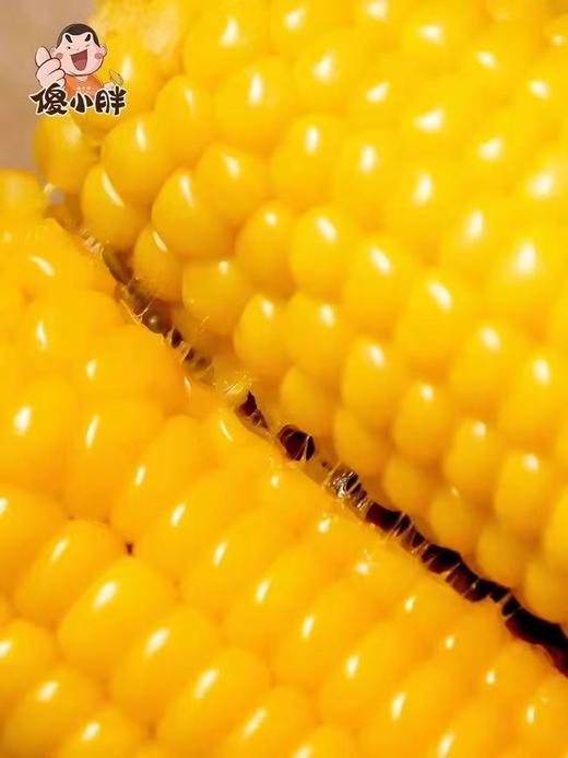 傻小胖鲜玉米400g内蒙古香糯玉米鲜棒真空锁玉米穗非转基因熟玉米 商品图1