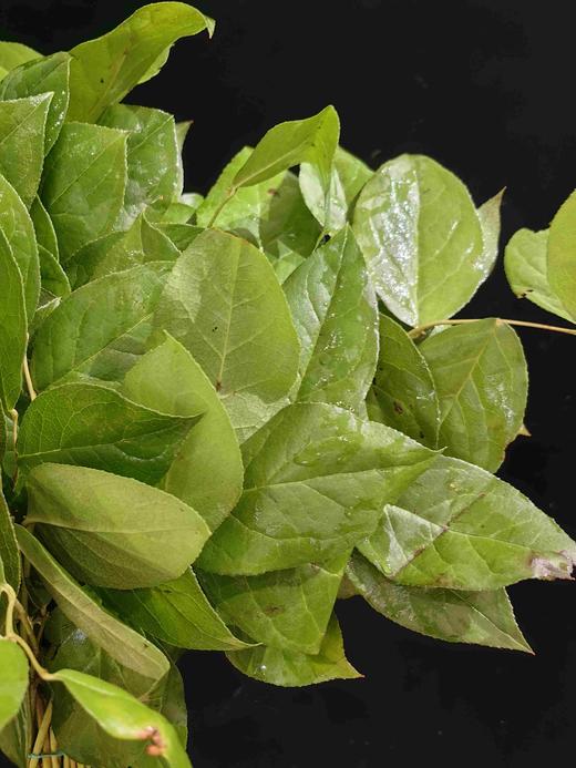 荷兰进口沙巴叶一扎 商品图3