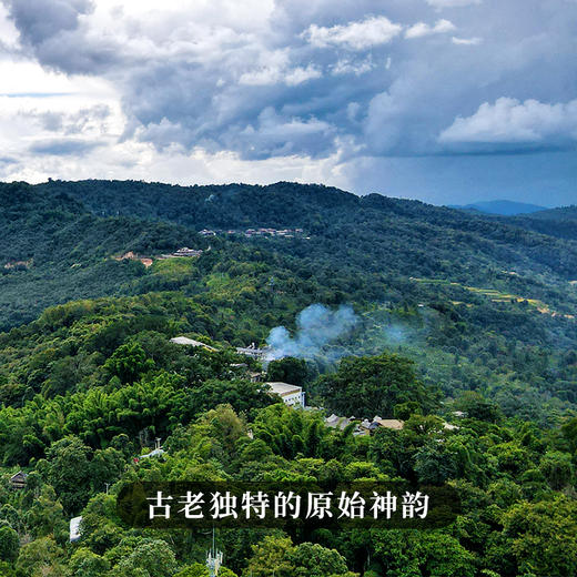 【金奖倚邦】2019年头春头采易金奖资源片区倚邦；挑树挑采品质媲美单株级古树；普洱茶生茶饼 357克/饼，拍5发6拍20发25 商品图1