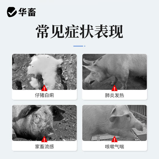 华畜兽药板蓝根注射液 感冒流感退烧抗病毒 猪牛羊药 商品图2