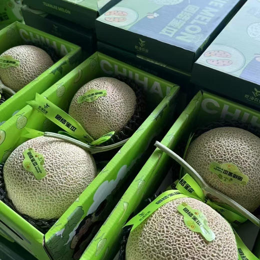 【牛3】网纹蜜瓜，肉厚绿瓤，待瓜藤干枯，瓜屁股略软时食用口感软糯多汁！ 商品图3