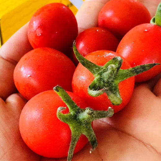 【一定要多吃瘦身糖丸千禧果】来自海沙地的小甜番，瘦身的精髓就在这！瘦就现在！ 商品图7