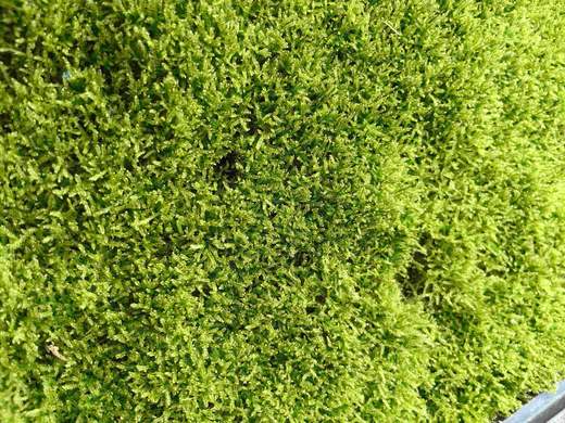 苔藓30X50CM1盒 商品图2