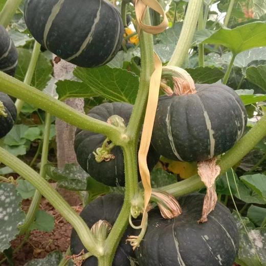 贝贝南瓜贝贝板栗味粉水果面香甜新鲜辅食 商品图2