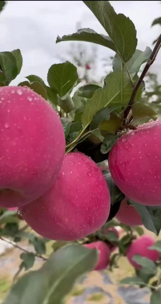 静宁苹果山地苹果  高端礼盒装  12枚装（85-100cm） 商品图1