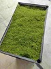 苔藓30X50CM1盒 商品缩略图1