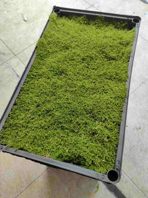 苔藓30X50CM1盒 商品图1