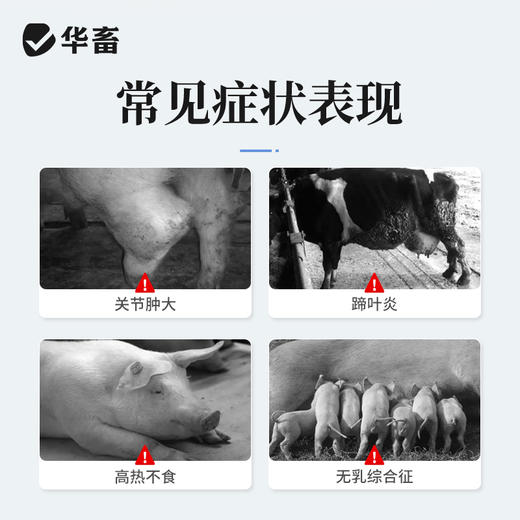 华畜氟尼辛葡甲胺注射液 解热镇痛抗炎 商品图1