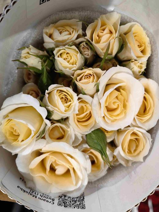 肯尼亚进口多头玫瑰花cream majolika奶油玛卡12支 商品图2