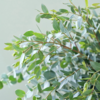 尤加利叶细叶丨叶材 商品缩略图1