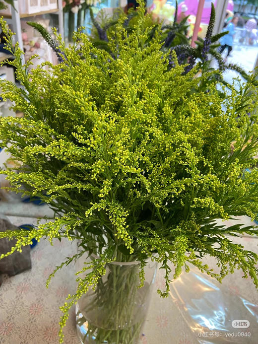 本地黄英 商品图0