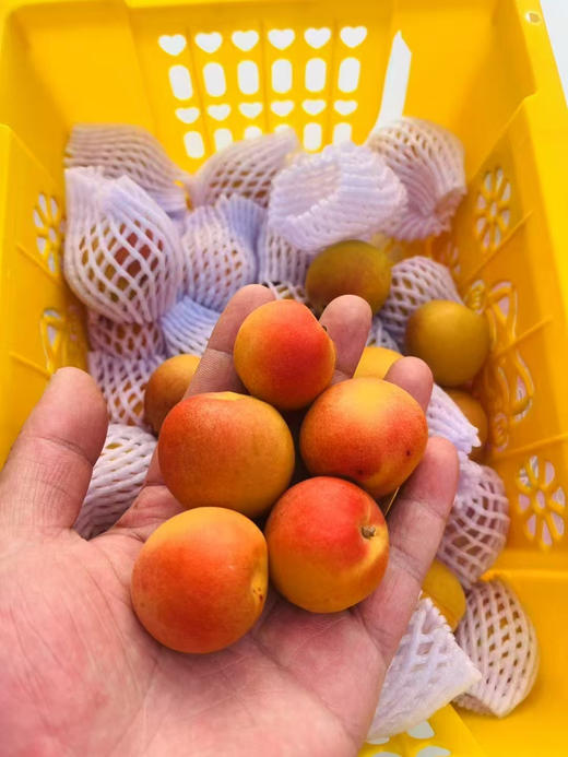 新疆红杏3斤礼盒 商品图0