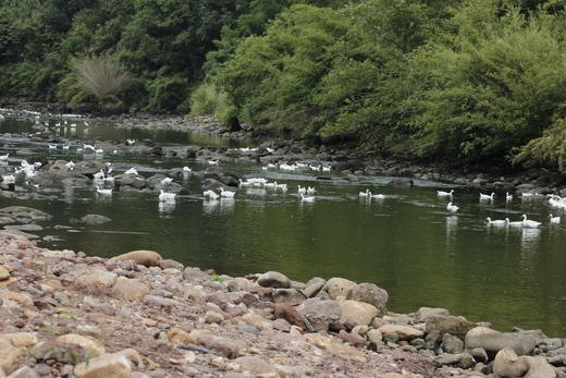 连城白鹭鸭 商品图9