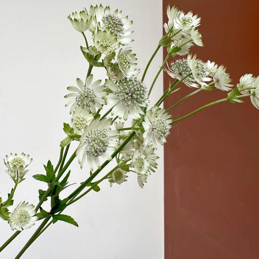 星芹白丨肯尼亚进口 商品图1