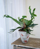手工盆鹿角蕨 商品缩略图0