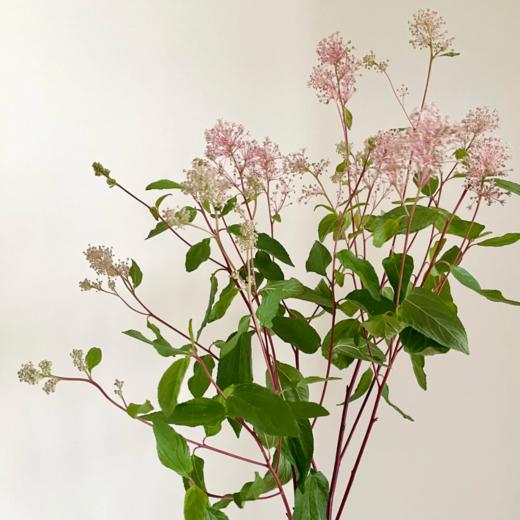 美洲茶粉丨草花 商品图0