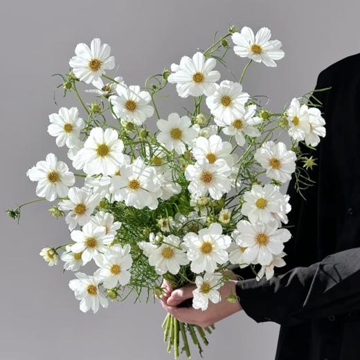 格桑花丨白色 商品图0