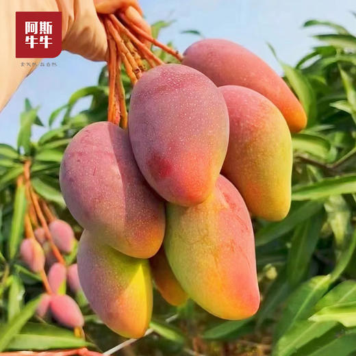 【七彩斑斓贵妃芒】精选小贵妃芒，入口超香甜~ 商品图0