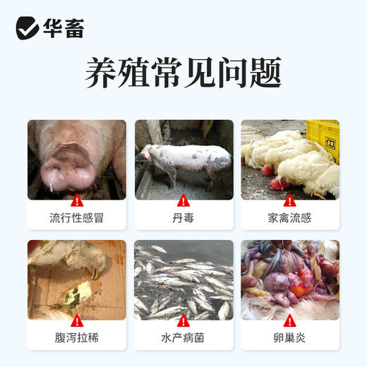 华畜 80%阿莫西林可溶性粉高含量水溶性好猪用 商品图1