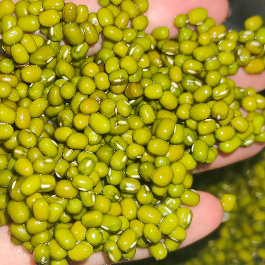 『山东粉沙绿豆』老品种非转基因，不抛光不打蜡，颗粒饱满，豆香清新，沙糯可口 商品图4