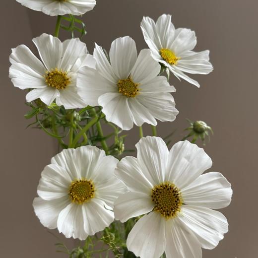 格桑花丨白色 商品图1