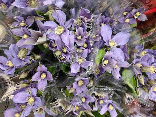 国产小众花材紫色铁线莲合集 商品图2