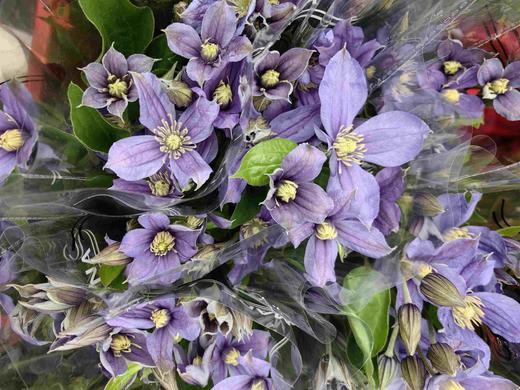 国产小众花材紫色铁线莲合集 商品图1