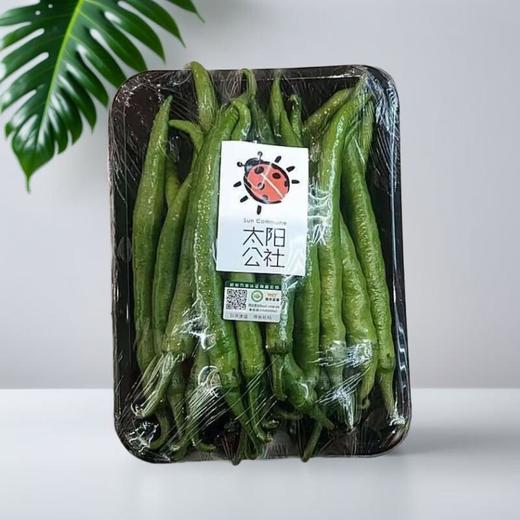 太阳公社 有机杭椒 200g/份 商品图0