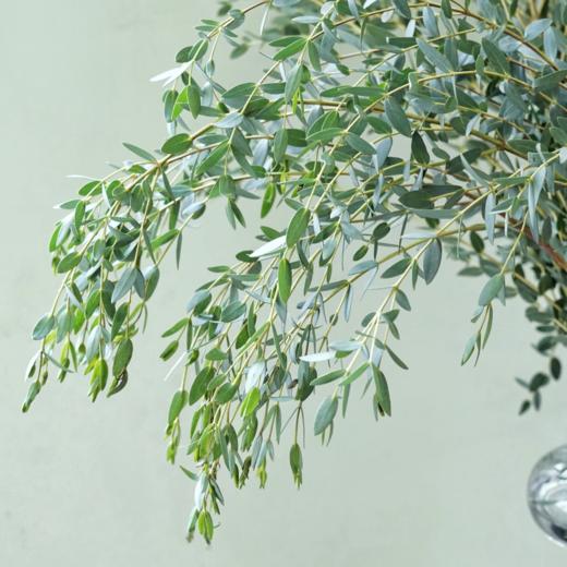 尤加利叶细叶丨叶材 商品图0