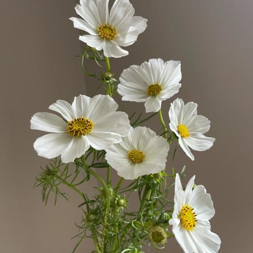 格桑花丨白色 商品图2