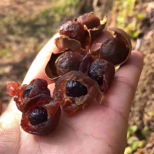 [最农公社]福建莆田特级桂圆干1斤/2斤大果个大壳薄肉厚核小新上架喜庆桶装 商品图4