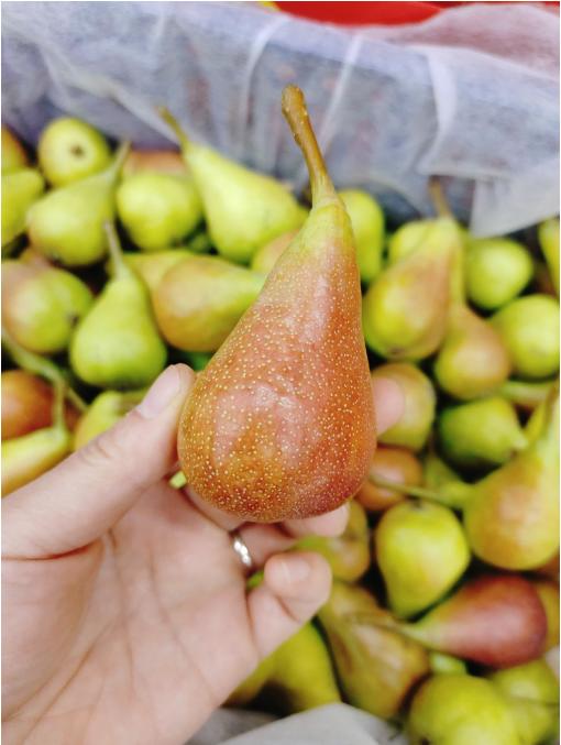 拇指啤梨2斤 商品图1