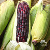生态糯玉米 | 合作生产*Ecological red/black sweet waxy corn | Partner Production 商品缩略图0