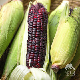 生态糯玉米 | 合作生产*Ecological red/black sweet waxy corn | Partner Production