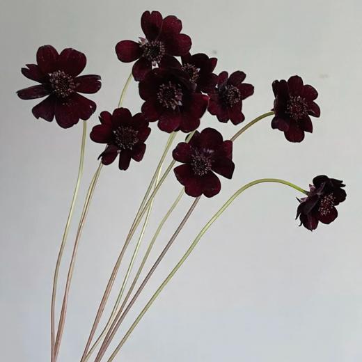 巧克力秋英丨草花 商品图0