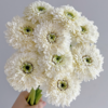 弗朗菊丨爱心丨10支 商品缩略图0