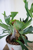 手工盆鹿角蕨 商品缩略图1