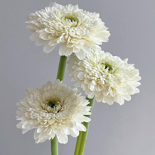 弗朗菊丨爱心丨10支 商品图1