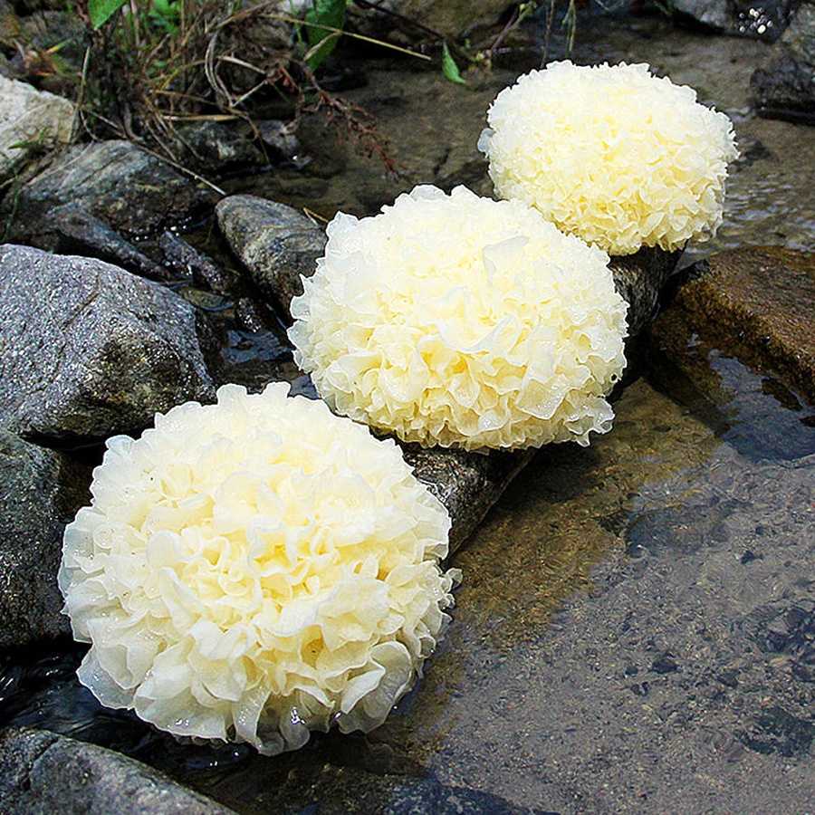 『古田新鲜银耳』朵大鲜嫩 香滑爽口 顺丰包邮