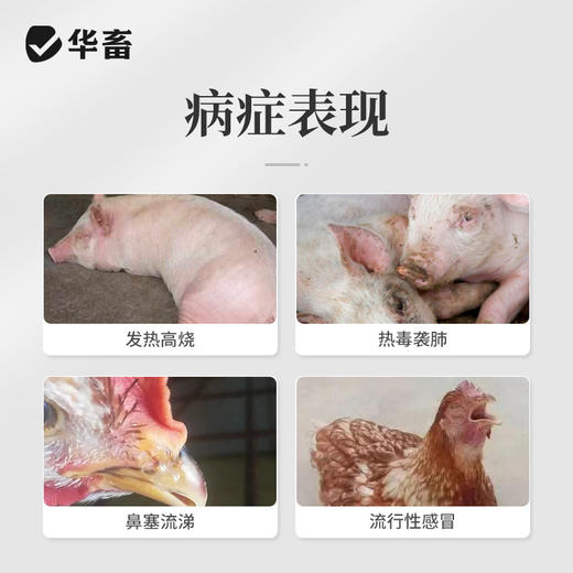 华畜兽用 清瘟解毒口服液500ml 感冒发烧 四季流感 禽呼吸道病药 商品图1