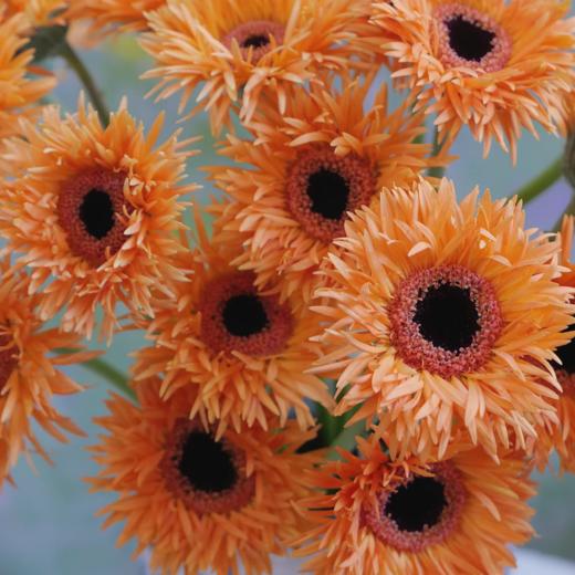 弗朗菊丨橙色拉丝丨10支 商品图1