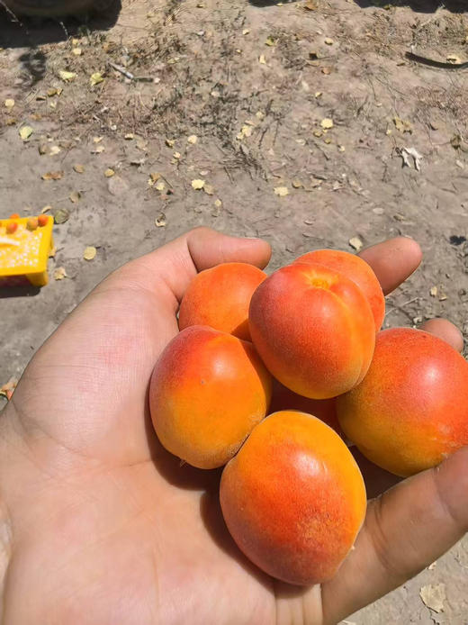 新疆红杏3斤礼盒 商品图1